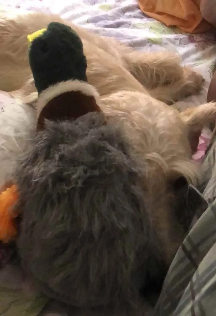 Cachorro ra a Mix  Fox Terrier pelo Duro idade 1 ano nome Denis