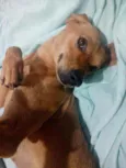 Magali