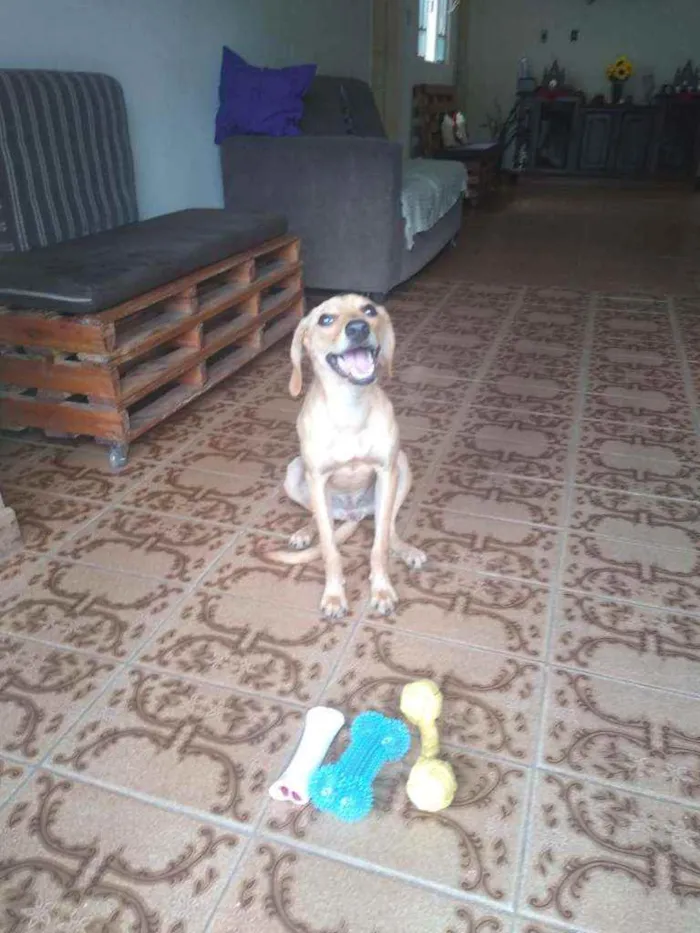 Cachorro ra a Vira lata  idade 3 anos nome Magali 