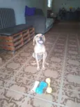Magali
