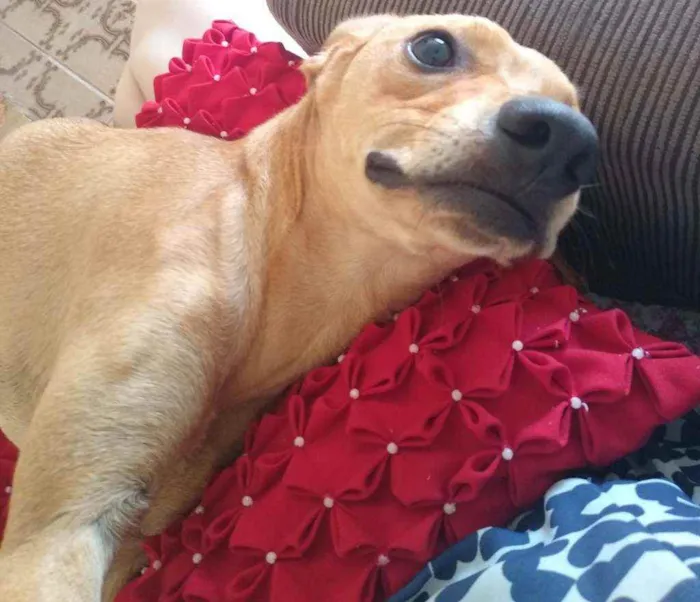 Cachorro ra a Vira lata  idade 3 anos nome Magali 