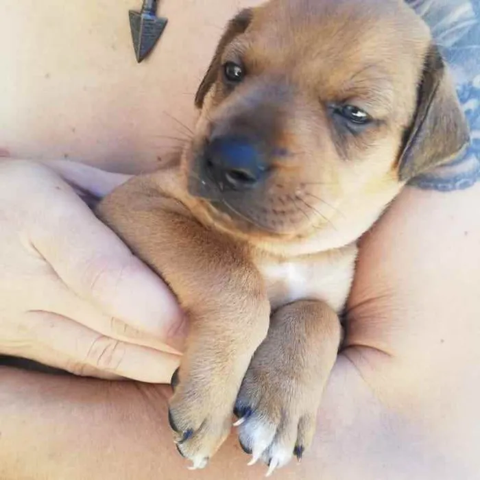 Cachorro raça Srd idade Abaixo de 2 meses nome Thor, Mel, Dora e Do