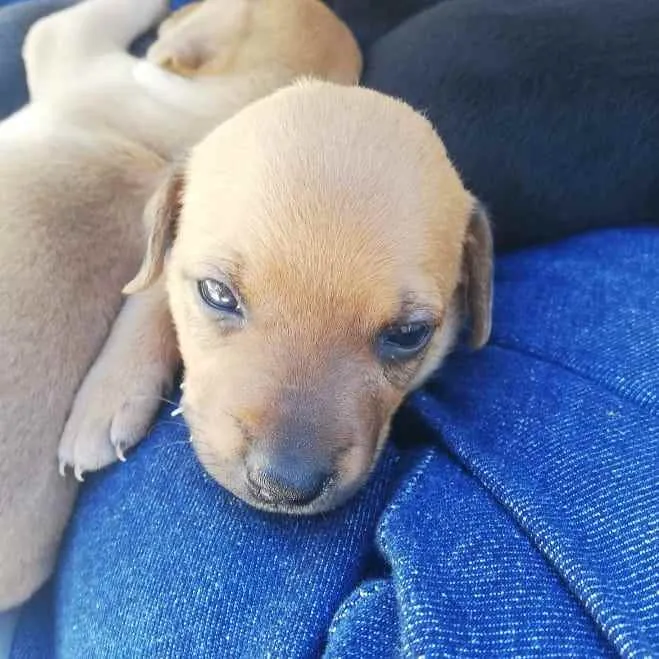 Cachorro raça Srd idade Abaixo de 2 meses nome Thor, Mel, Dora e Do