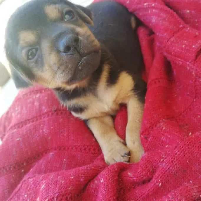 Cachorro raça Srd idade Abaixo de 2 meses nome Thor, Mel, Dora e Do