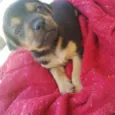 Thor, Mel, Dora e Do