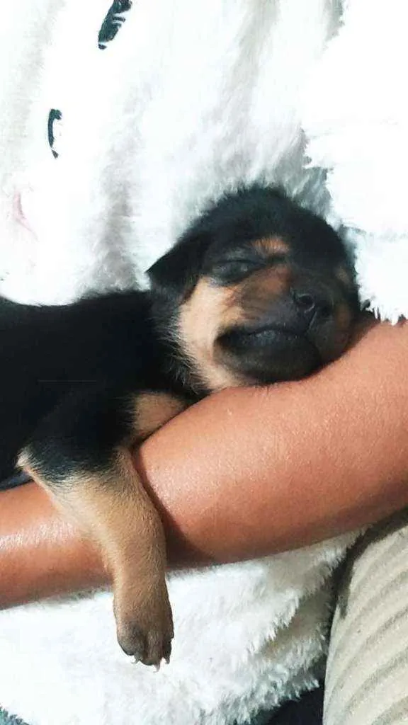 Cachorro raça Srd idade Abaixo de 2 meses nome Thor, Mel, Dora e Do