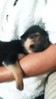 Thor, Mel, Dora e Do