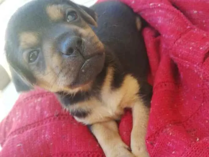 Cachorro raça Srd idade Abaixo de 2 meses nome Thor, Mel, Dora e Do