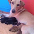 Thor, Mel, Dora e Do