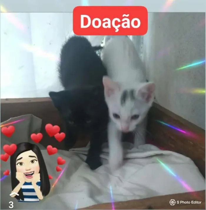 Gato ra a SRD-ViraLata idade 2 a 6 meses nome sem nome