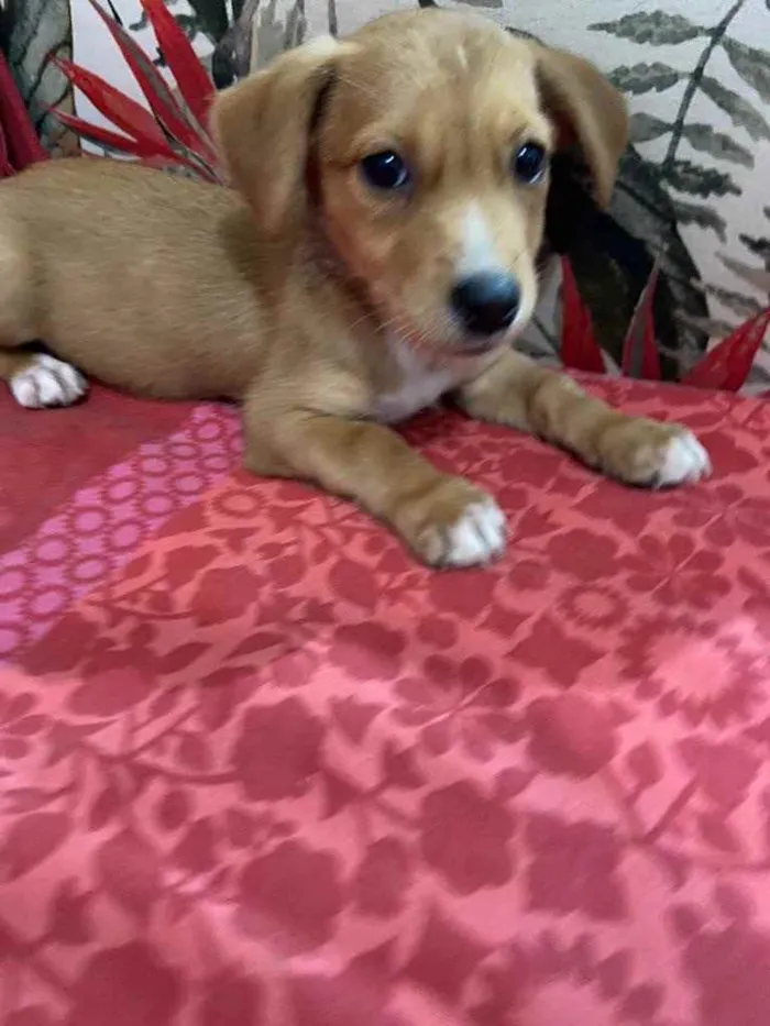 Cachorro ra a Srd idade 2 a 6 meses nome Babi