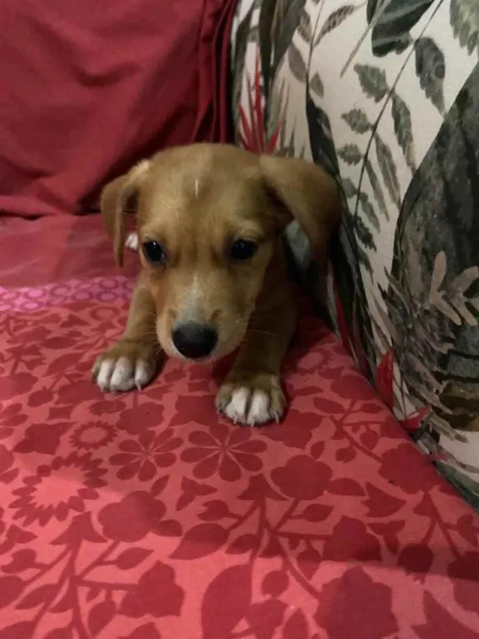 Cachorro ra a Srd idade 2 a 6 meses nome Babi