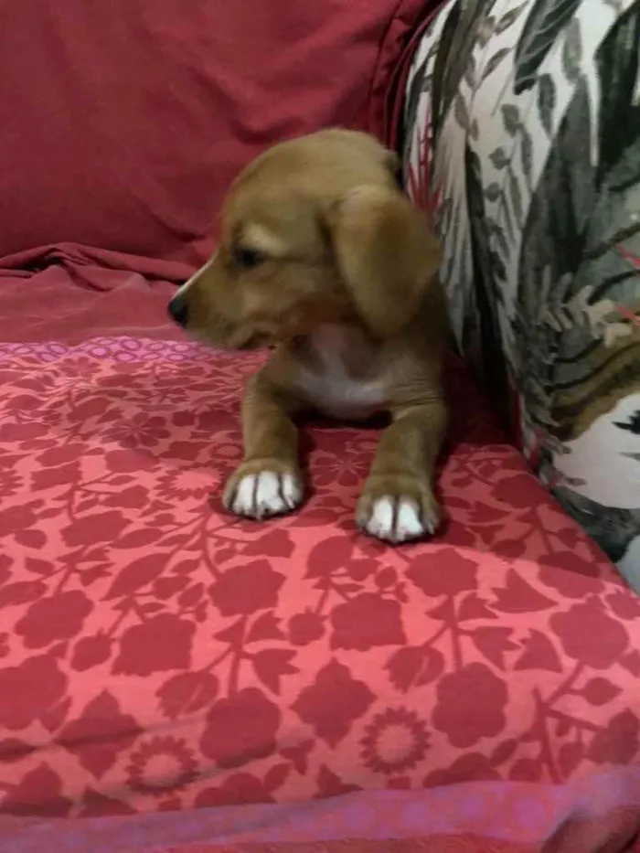 Cachorro ra a Srd idade 2 a 6 meses nome Babi