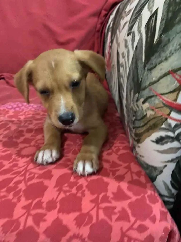 Cachorro ra a Srd idade 2 a 6 meses nome Babi