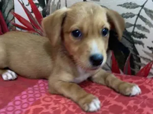 Cachorro raça Srd idade 2 a 6 meses nome Babi