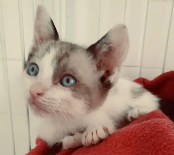 Gato raça SRD-ViraLata idade 2 a 6 meses nome LECO