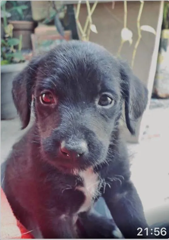 Cachorro raça SRD-ViraLata idade 2 a 6 meses nome JOANINHA