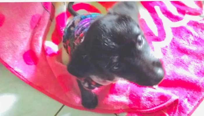 Cachorro raça SRD-ViraLata idade 2 a 6 meses nome JOANINHA