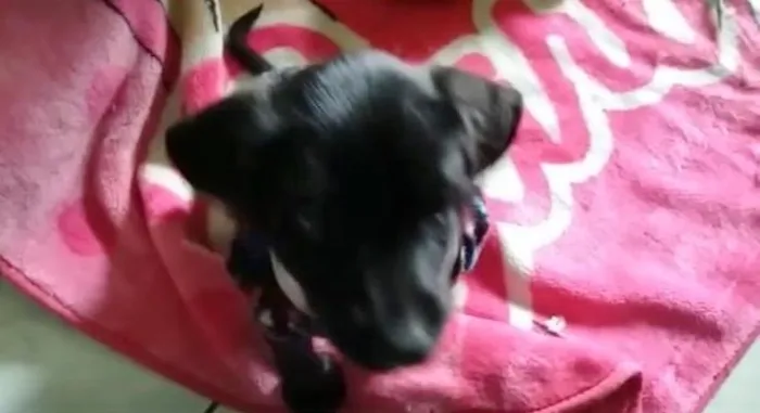 Cachorro raça SRD-ViraLata idade 2 a 6 meses nome JOANINHA