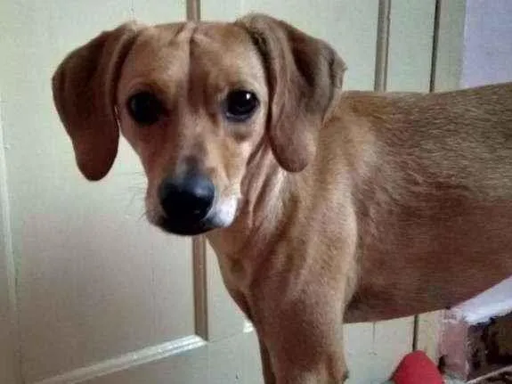 Cachorro ra a Vira lata  idade 3 anos nome Magali 
