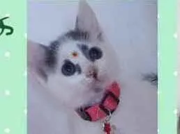 Gato raça Srd idade 2 a 6 meses nome Gatinhos filhotes 