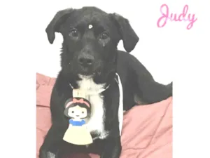 Cachorro raça Srd idade 2 a 6 meses nome Judy