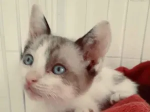 Gato raça SRD-ViraLata idade 2 a 6 meses nome LECO