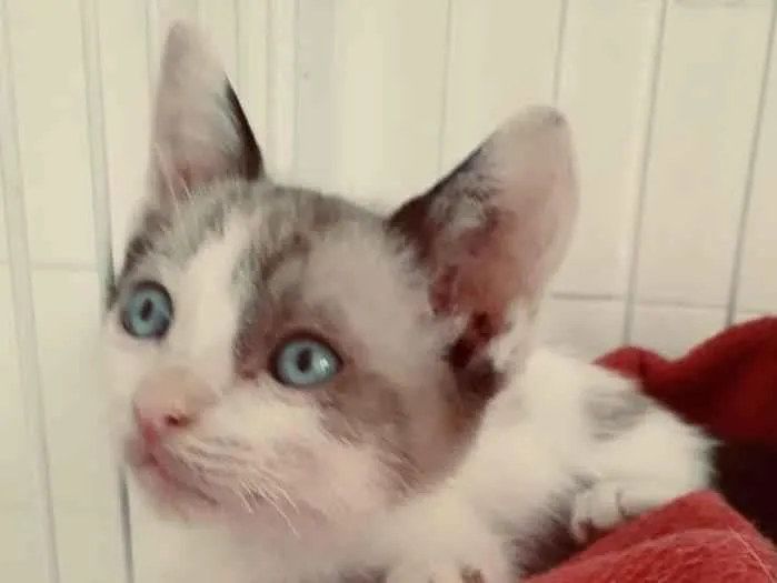 Gato raça SRD-ViraLata idade 2 a 6 meses nome LECO