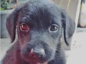 Cachorro raça SRD-ViraLata idade 2 a 6 meses nome JOANINHA