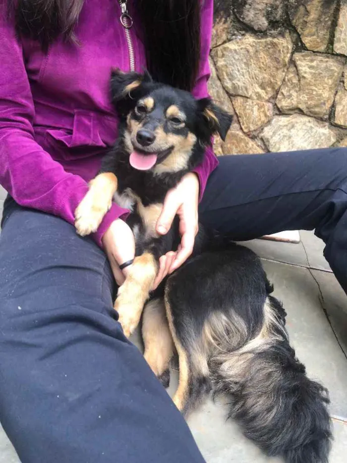 Cachorro ra a Srd idade 2 anos nome Manu