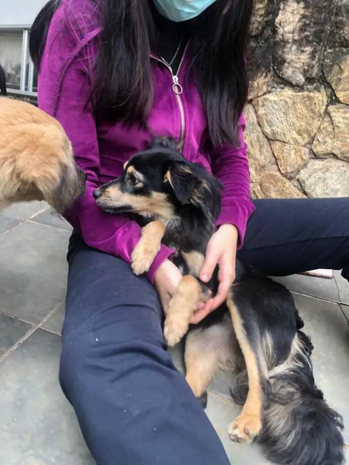 Cachorro ra a Srd idade 2 anos nome Manu