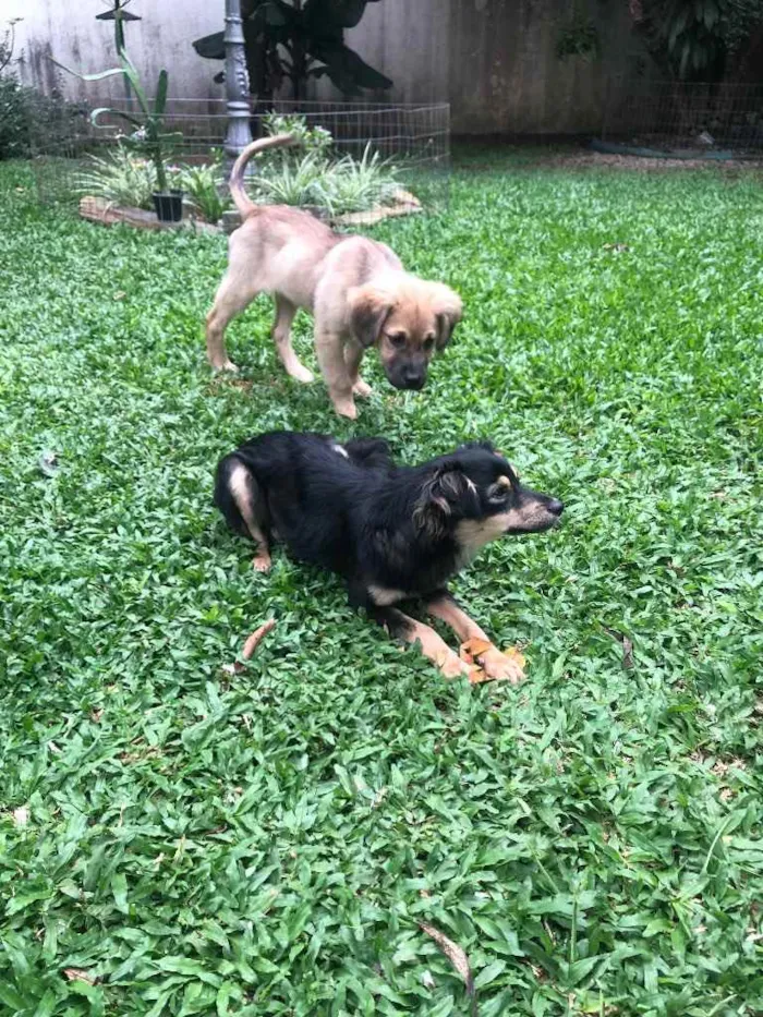 Cachorro ra a Srd idade 2 anos nome Manu