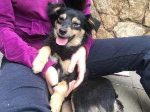 Cachorro raça Srd idade 2 anos nome Manu