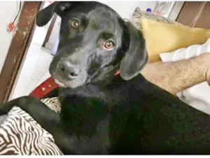 Cachorro raça SRD-ViraLata idade 7 a 11 meses nome LICA,PORTE PEQ
