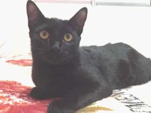 Gato raça SRD idade 2 a 6 meses nome Pretinho