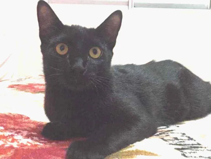 Gato ra a SRD idade 2 a 6 meses nome Pretinho