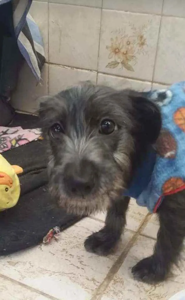 Cachorro raça SRD  idade 2 a 6 meses nome Joca 