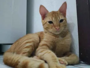 Gato raça .. idade 2 a 6 meses nome Sol