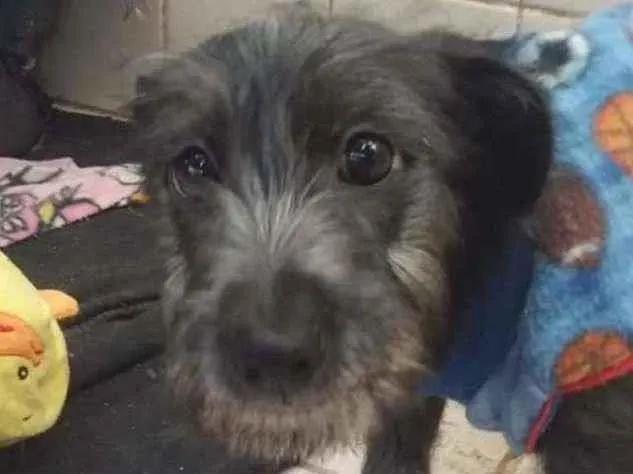 Cachorro raça SRD  idade 2 a 6 meses nome Joca 