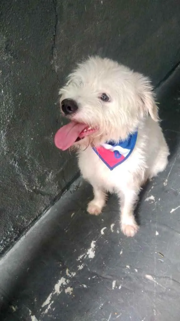 Cachorro raça Srd  idade 7 a 11 meses nome Neve bb lindo 