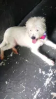 Cachorro raça Srd  idade 7 a 11 meses nome Neve bb lindo 