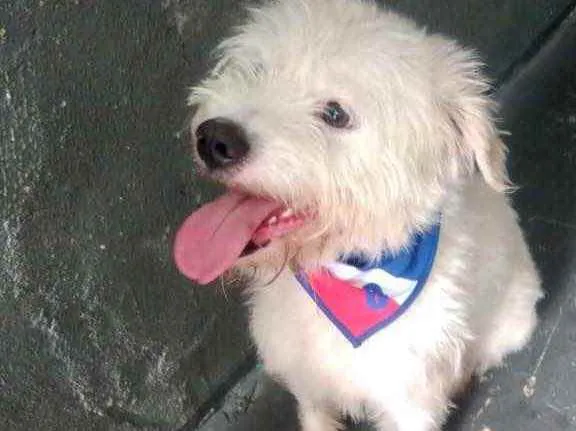 Cachorro raça Srd  idade 7 a 11 meses nome Neve bb lindo 