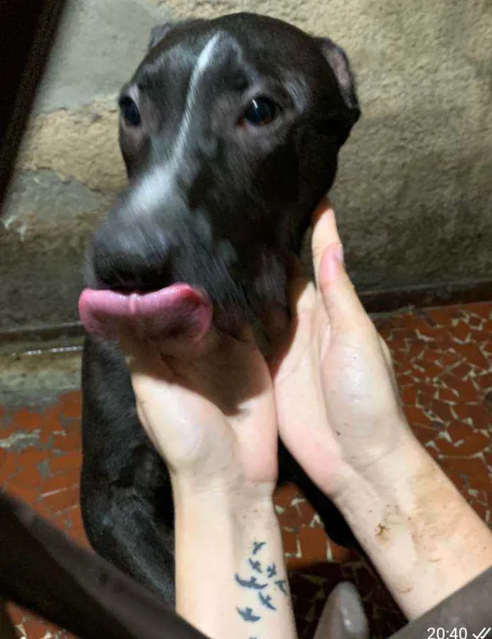 Cachorro ra a SRD idade 7 a 11 meses nome Pretinho