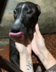 Pretinho