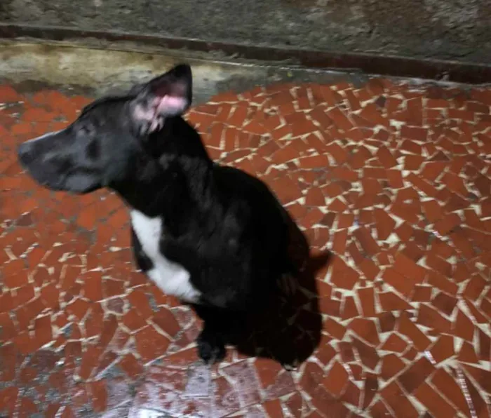 Cachorro ra a SRD idade 7 a 11 meses nome Pretinho