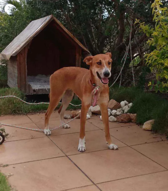 Cachorro ra a Srd idade 1 ano nome Mel