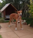 Mel