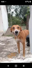 Mel