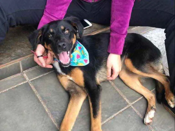 Cachorro raça Srd idade 7 a 11 meses nome Bela