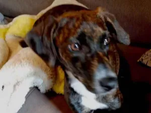 Cachorro raça Pinscher mestiça srd idade 2 a 6 meses nome Molly bb urgente 
